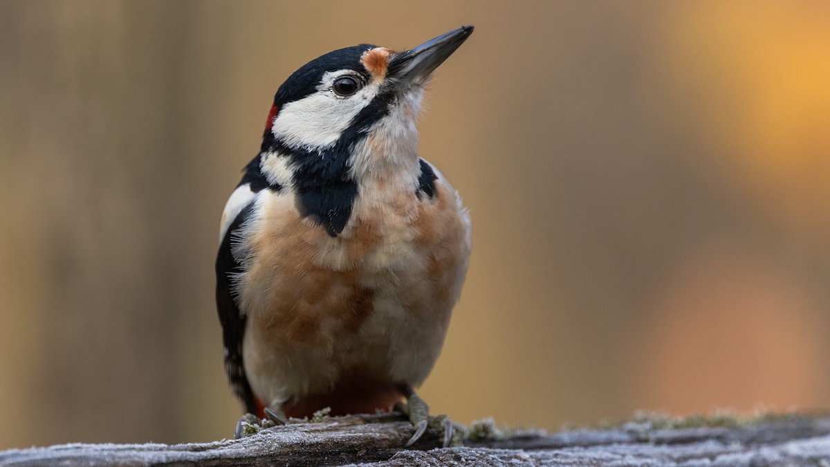 Great Spotted Woodpecker - ML391144161