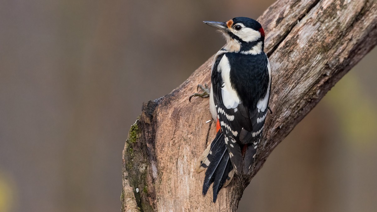 Great Spotted Woodpecker - ML391144401