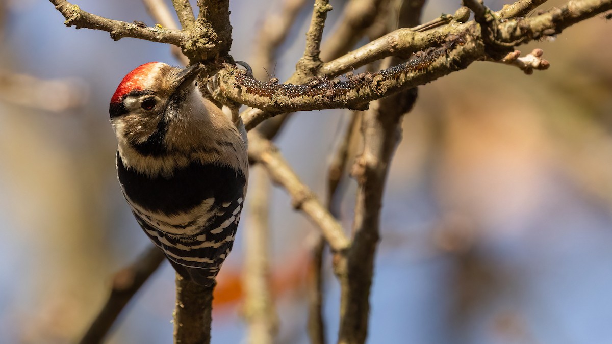 Lesser Spotted Woodpecker - ML391144811