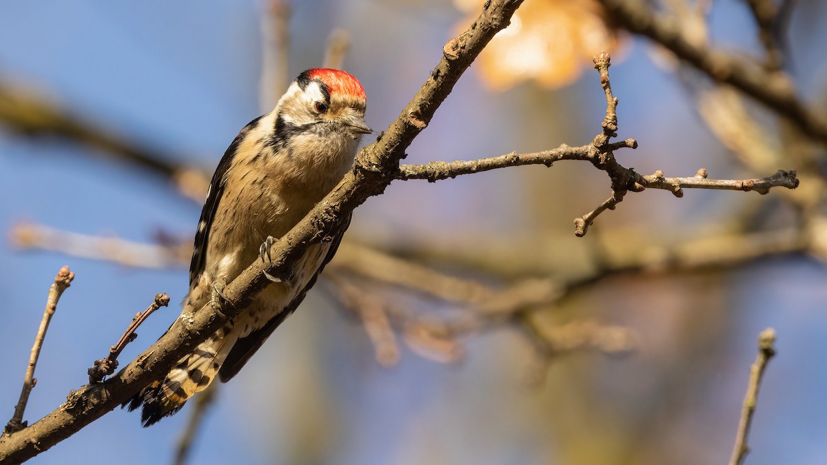 Lesser Spotted Woodpecker - ML391144831