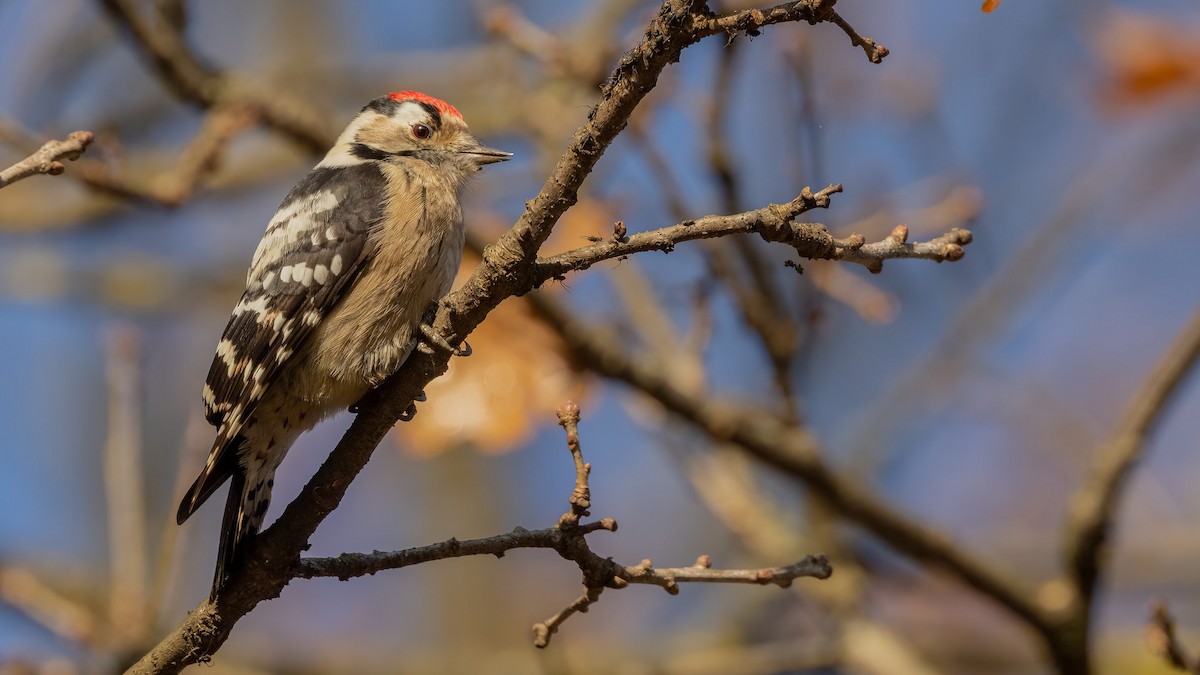Lesser Spotted Woodpecker - ML391144971