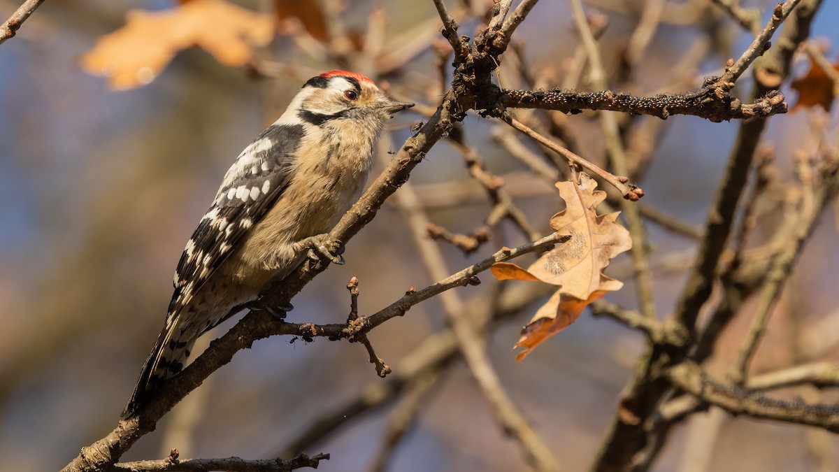 Lesser Spotted Woodpecker - ML391145021
