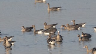 Lesser White-fronted Goose, ML391145281