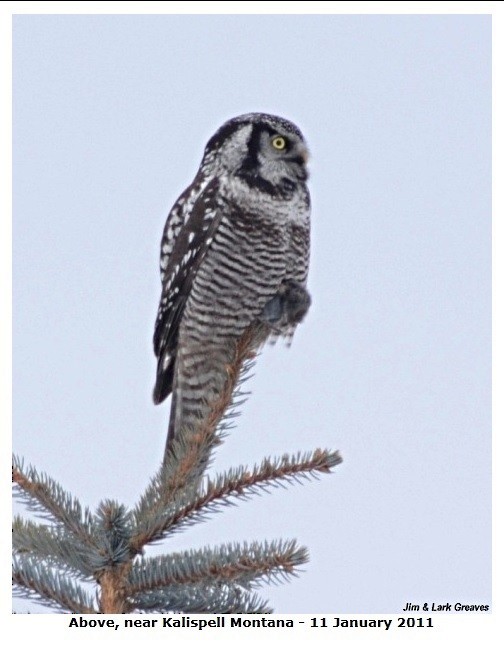 Northern Hawk Owl - Jim Greaves