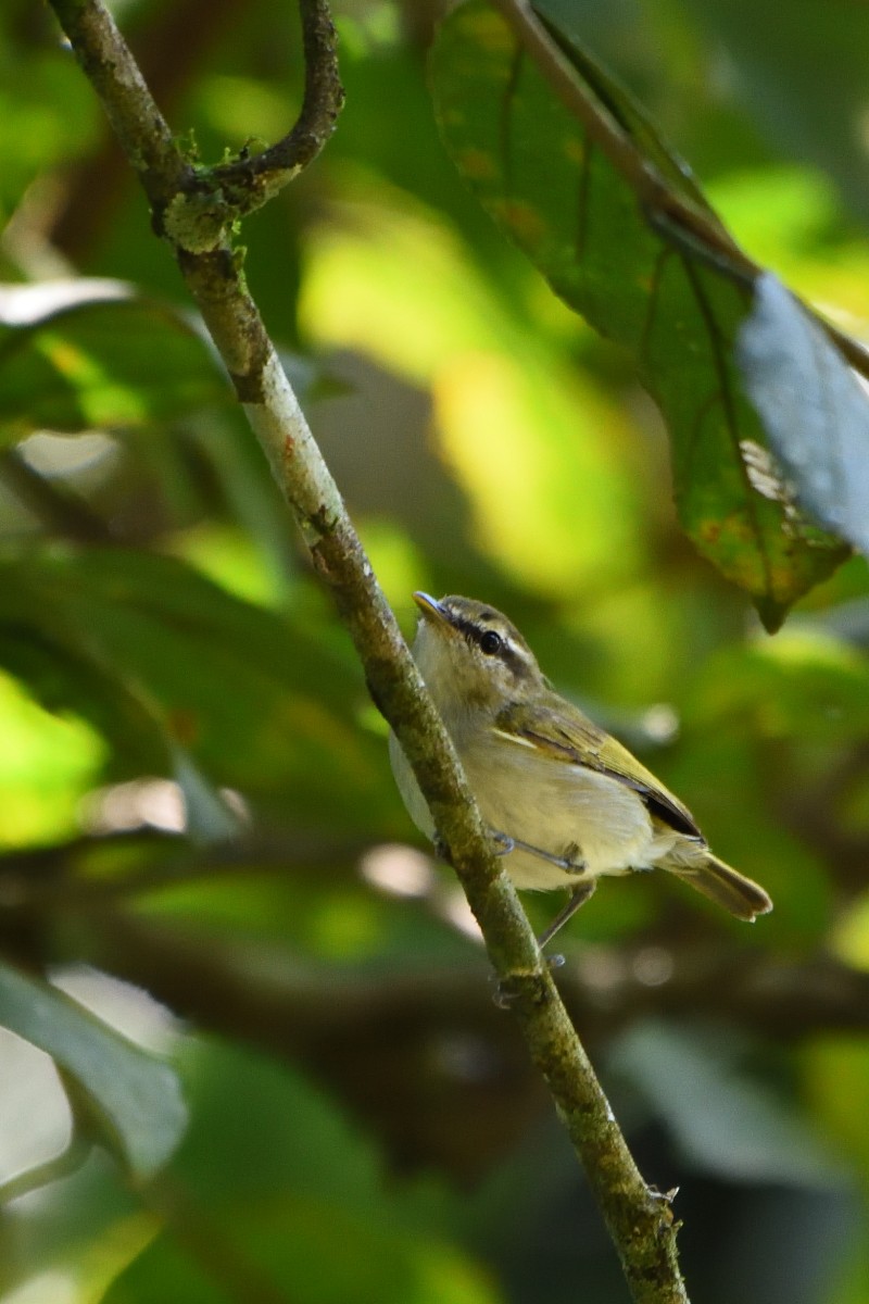 Uganda Woodland-Warbler - Richard Guillet