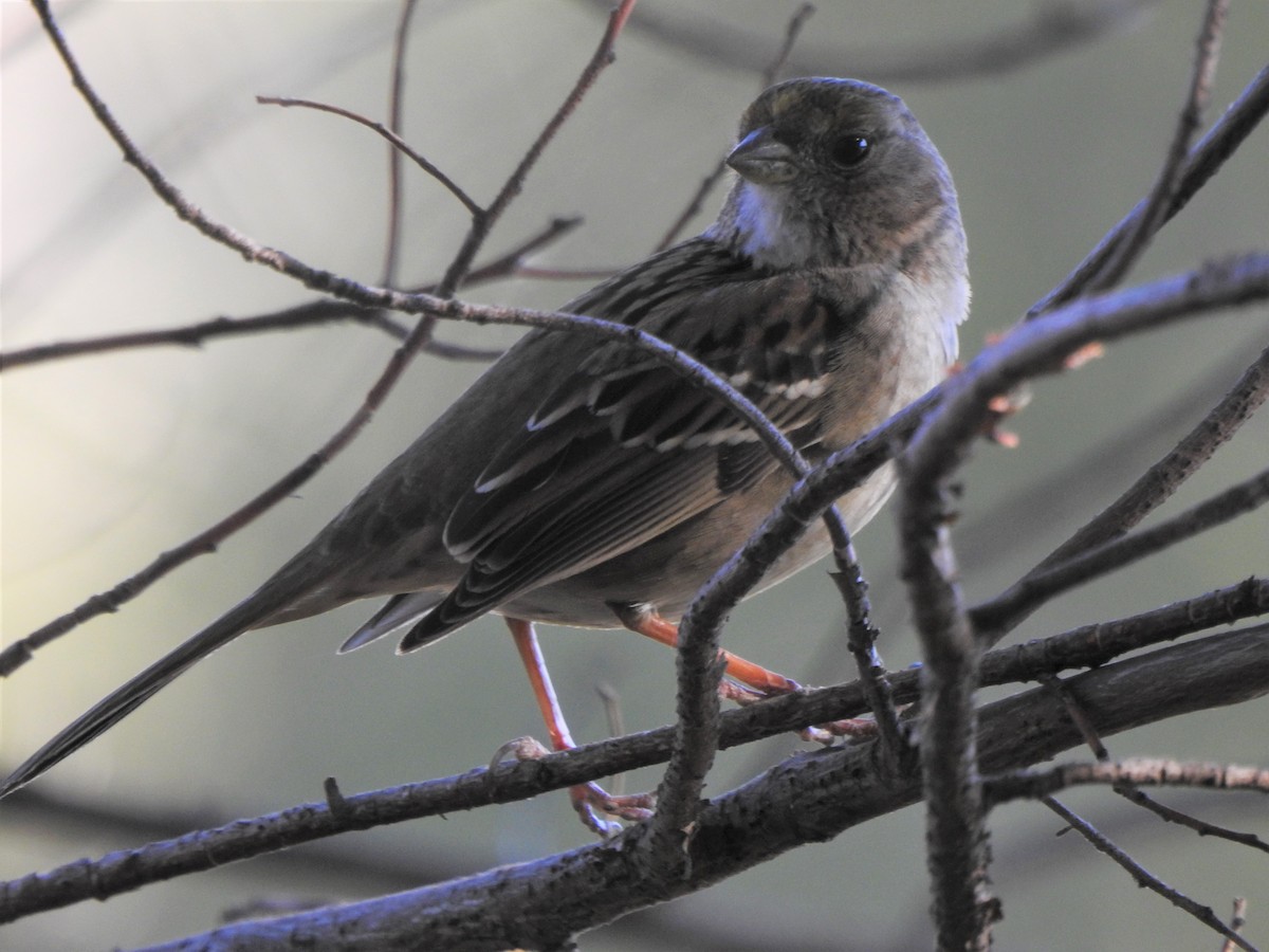 Golden-crowned Sparrow - ML391153971