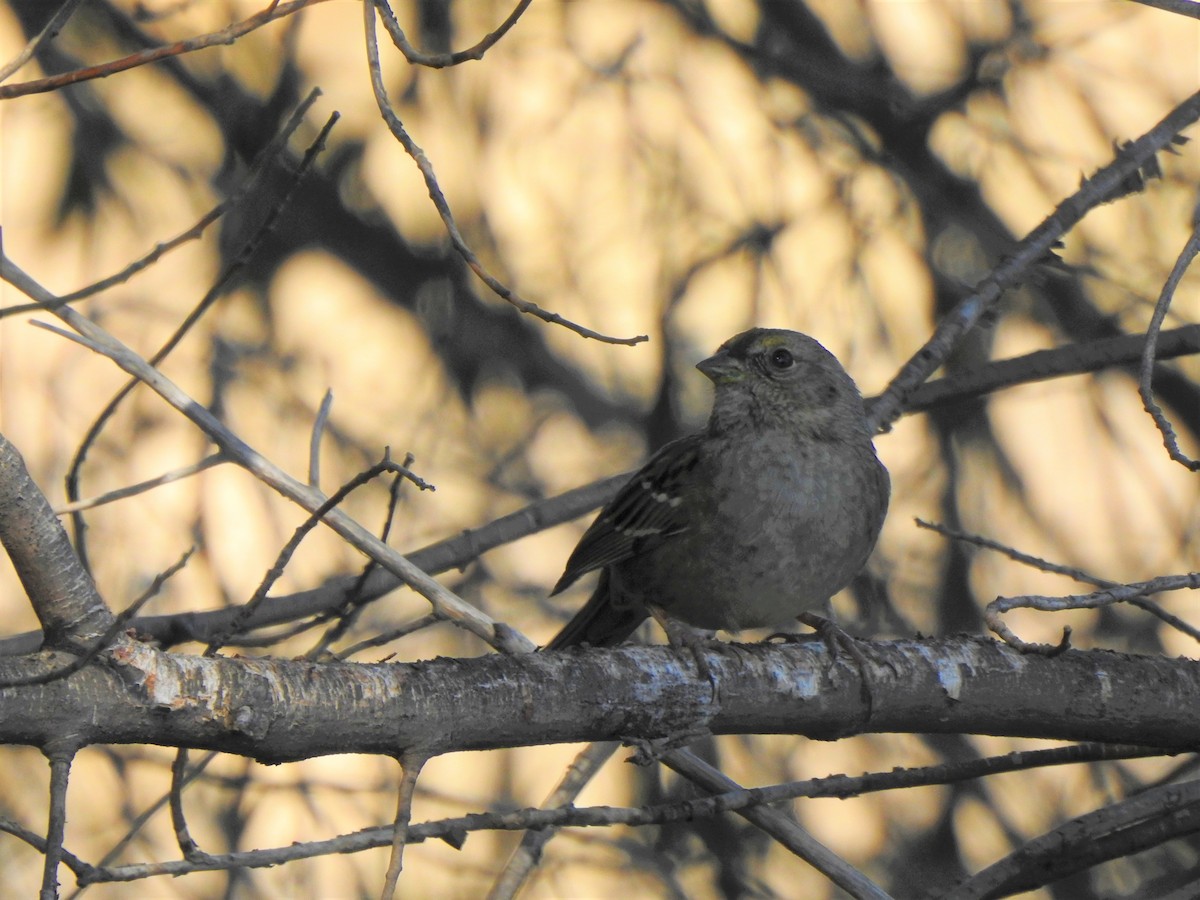 Golden-crowned Sparrow - ML391154171