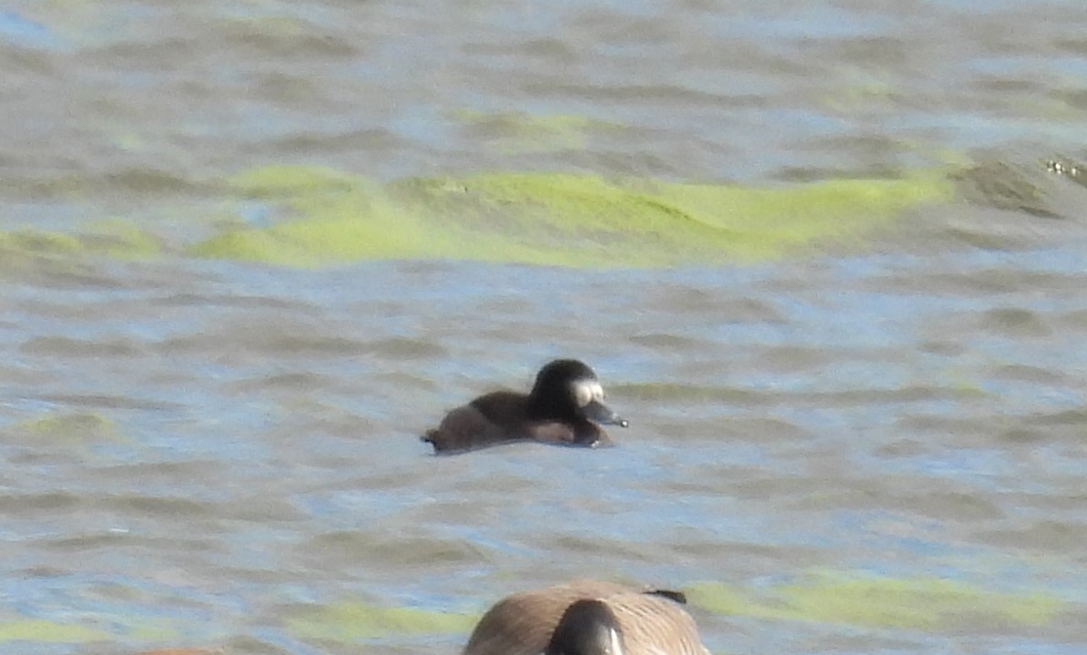Greater Scaup - ML391156061