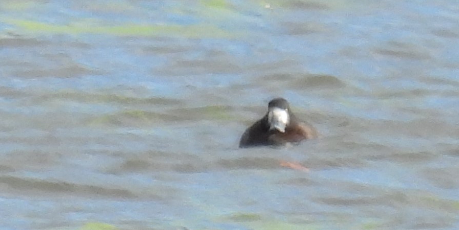 Greater Scaup - ML391156131