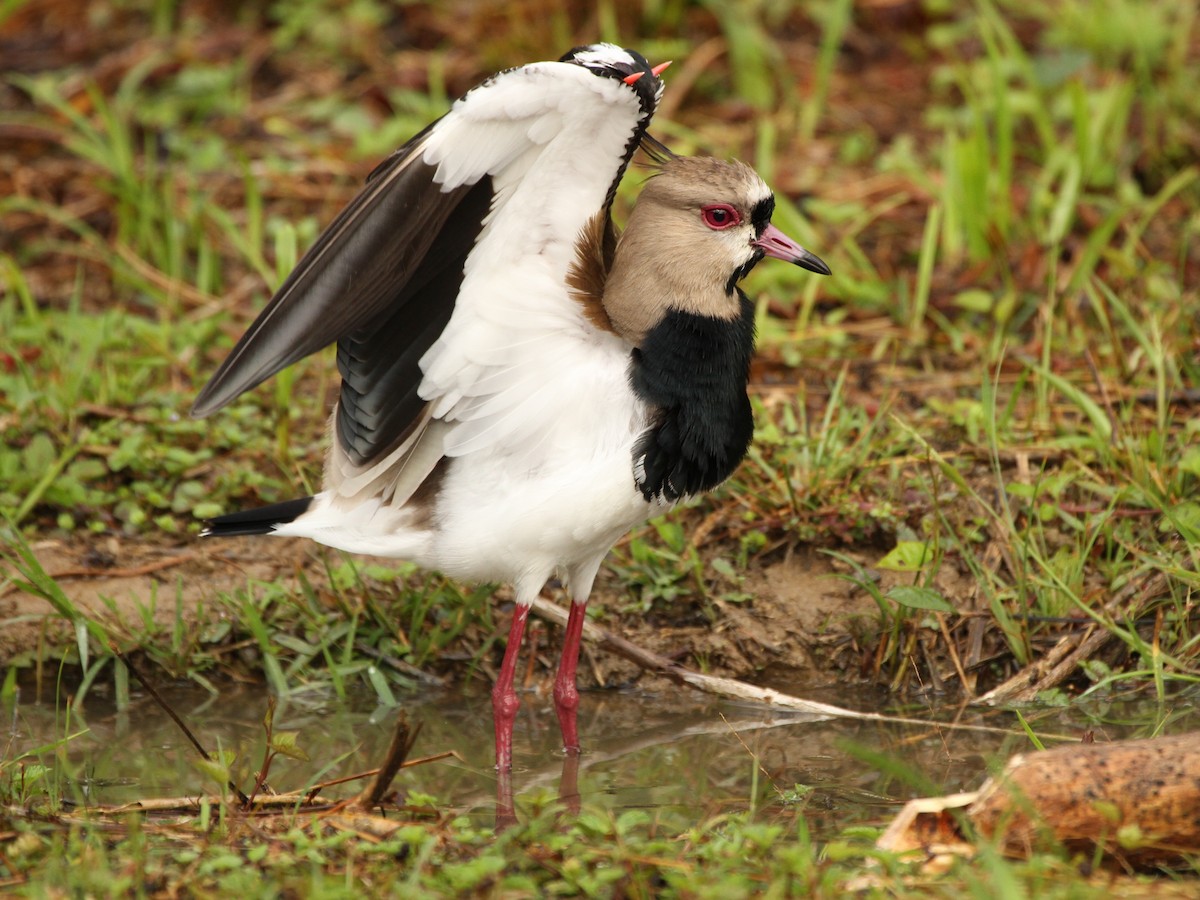 Southern Lapwing (cayennensis) - Brian Ahern