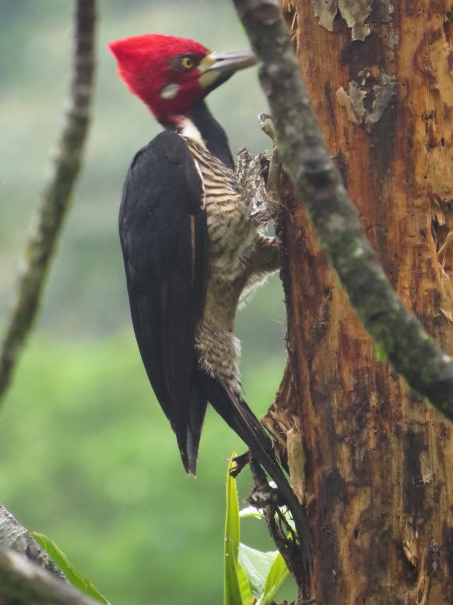 Crimson-crested Woodpecker - ML39116441