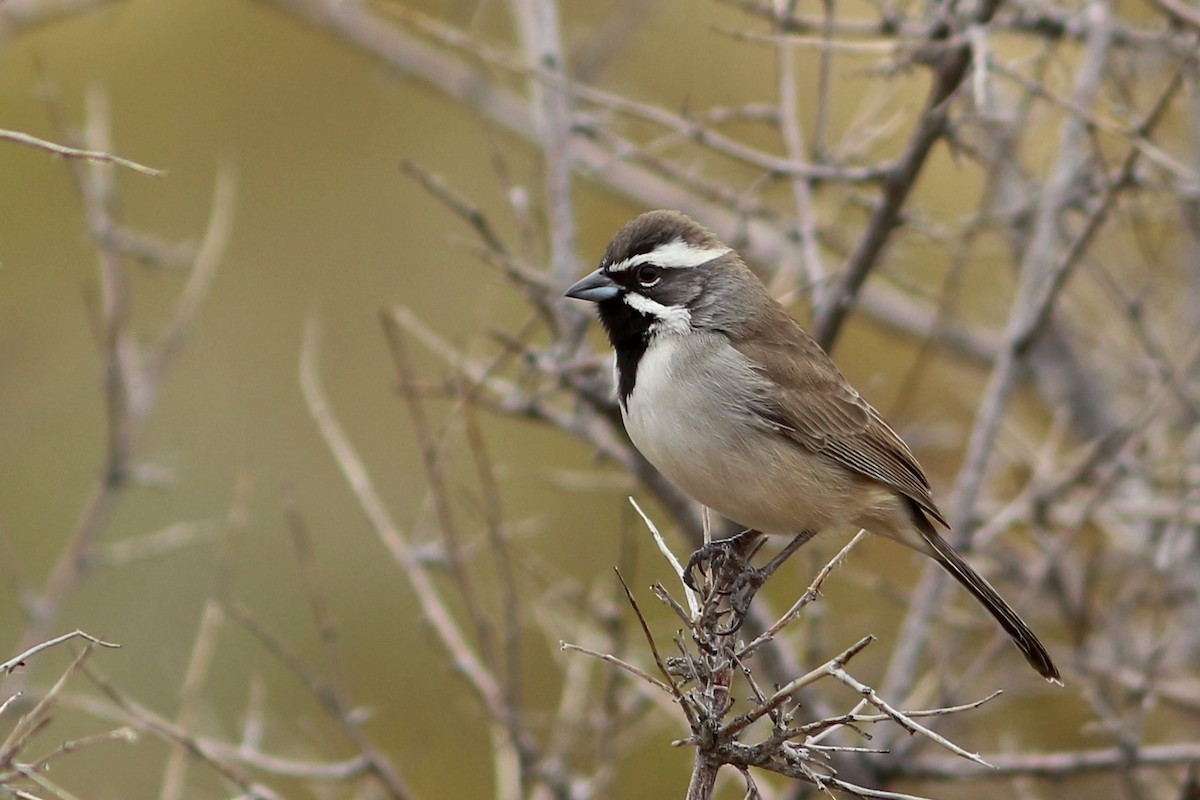 Black-throated Sparrow - ML391164651