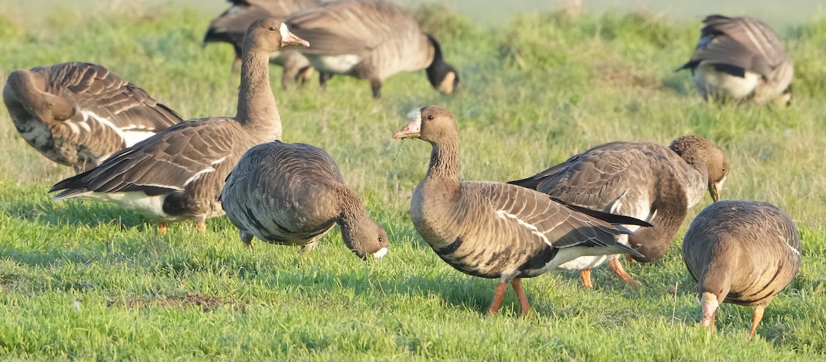 Greater White-fronted Goose - J Gable