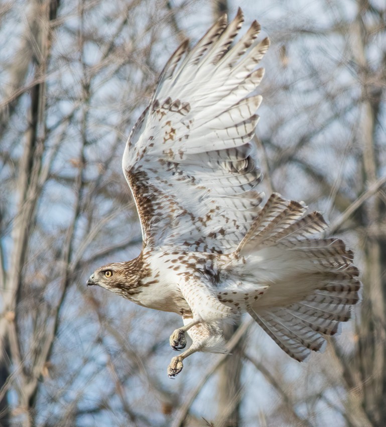 Red-tailed Hawk - ML391175091