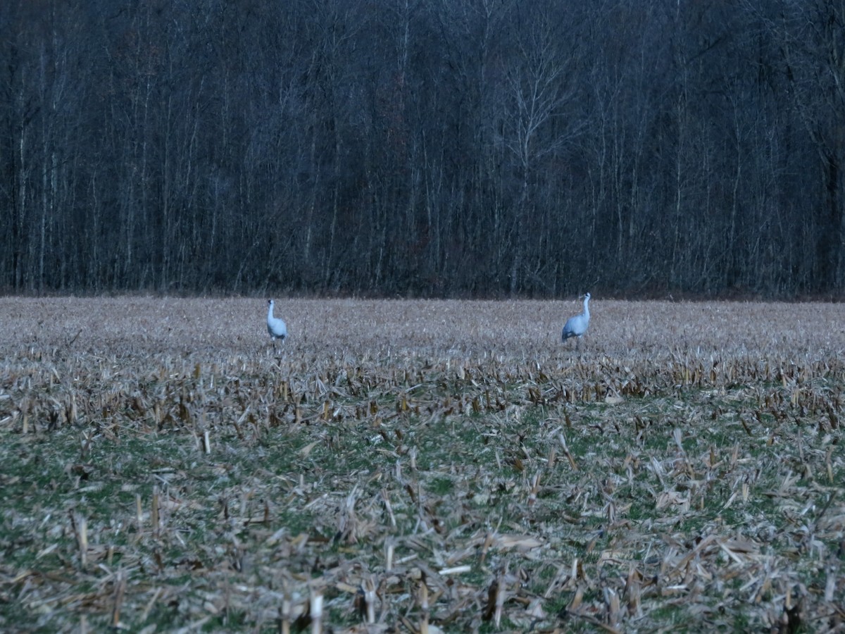 eBird Checklist 26 Nov 2021 Blackburn School Lane (1400 N), near