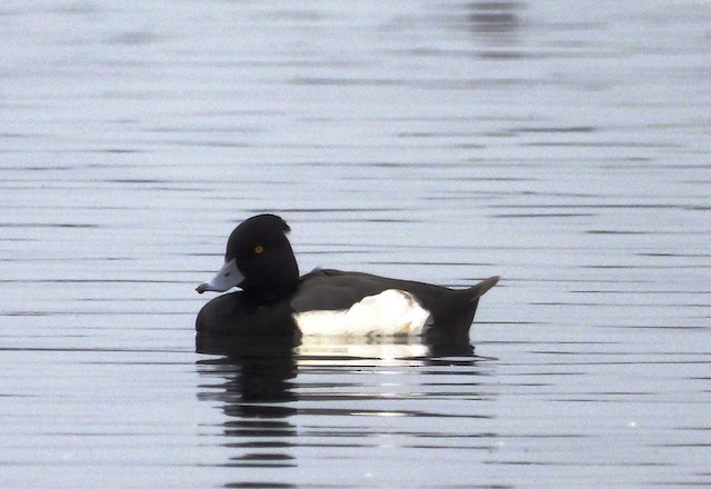 雑種 キンクロハジロ ｘ スズガモ コスズガモ Ebird