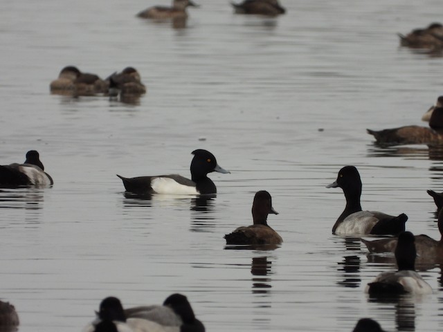 雑種 キンクロハジロ ｘ スズガモ コスズガモ Ebird