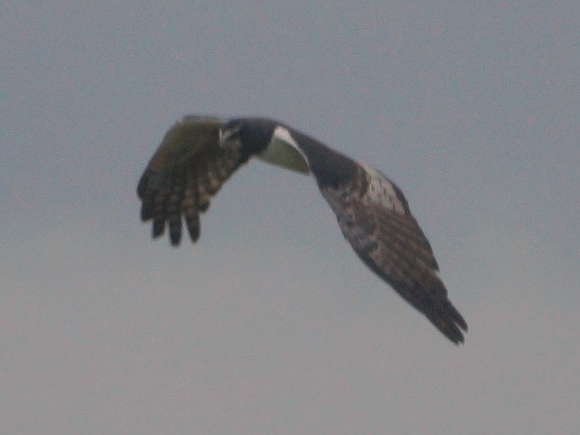 Long-winged Harrier - Brian Ahern