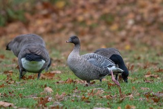 Pink-footed Goose, ML391177981