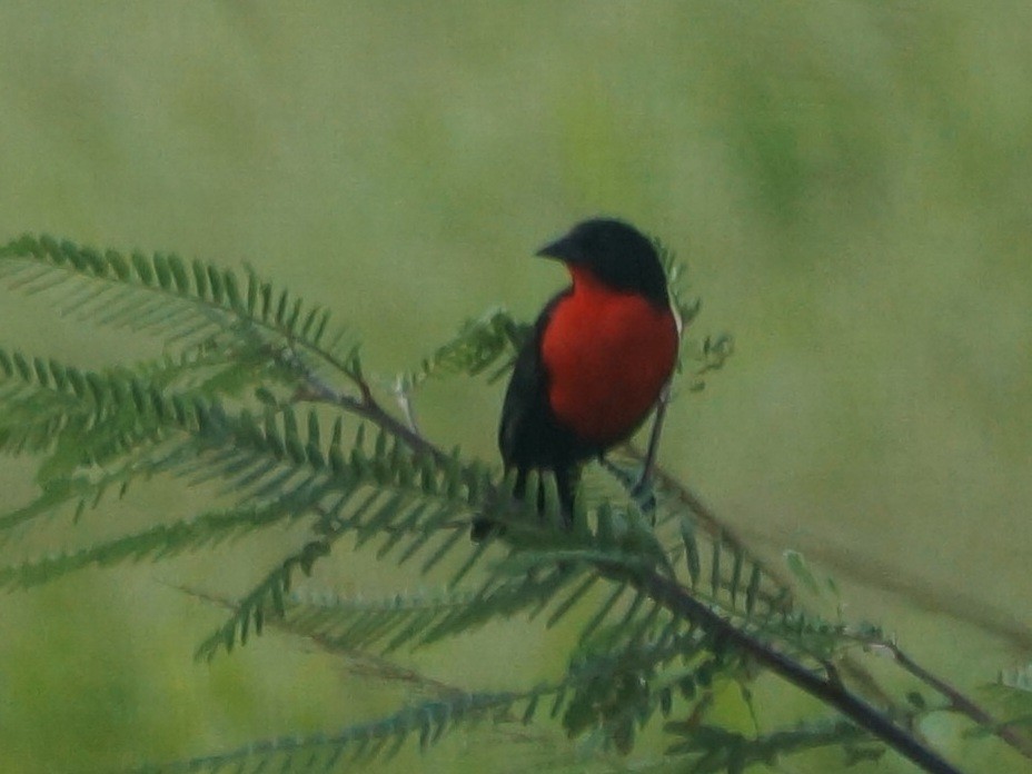 Red-breasted Meadowlark - Brian Ahern
