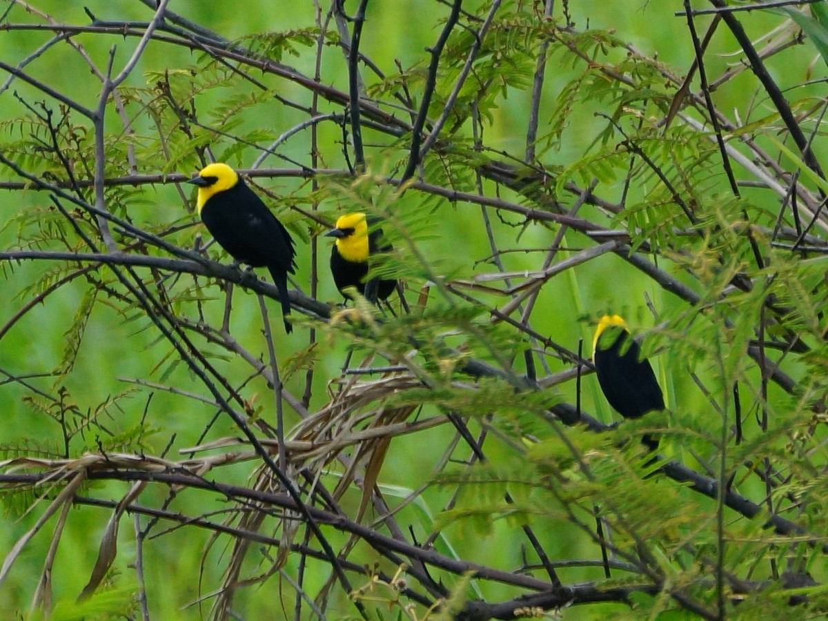 Yellow-hooded Blackbird - Brian Ahern