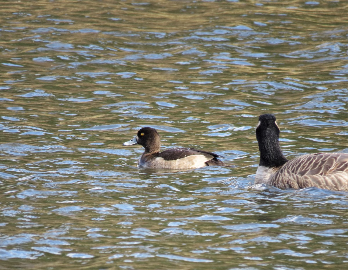 Tufted Duck - ML391182551