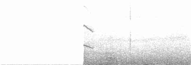 Weißbart-Helmkolibri - ML391183001