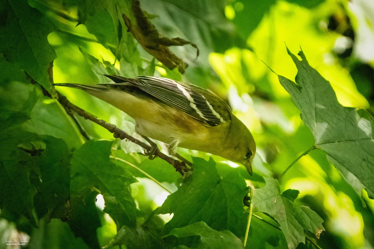 Bay-breasted Warbler - James Johnston