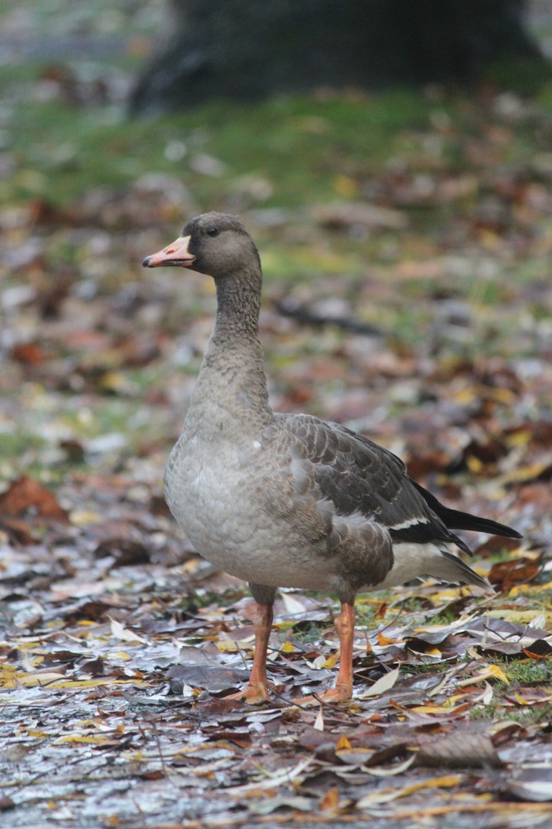 Greater White-fronted Goose - ML391190841
