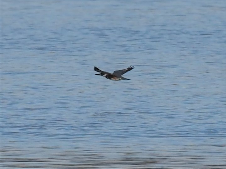 Belted Kingfisher - ML391194601