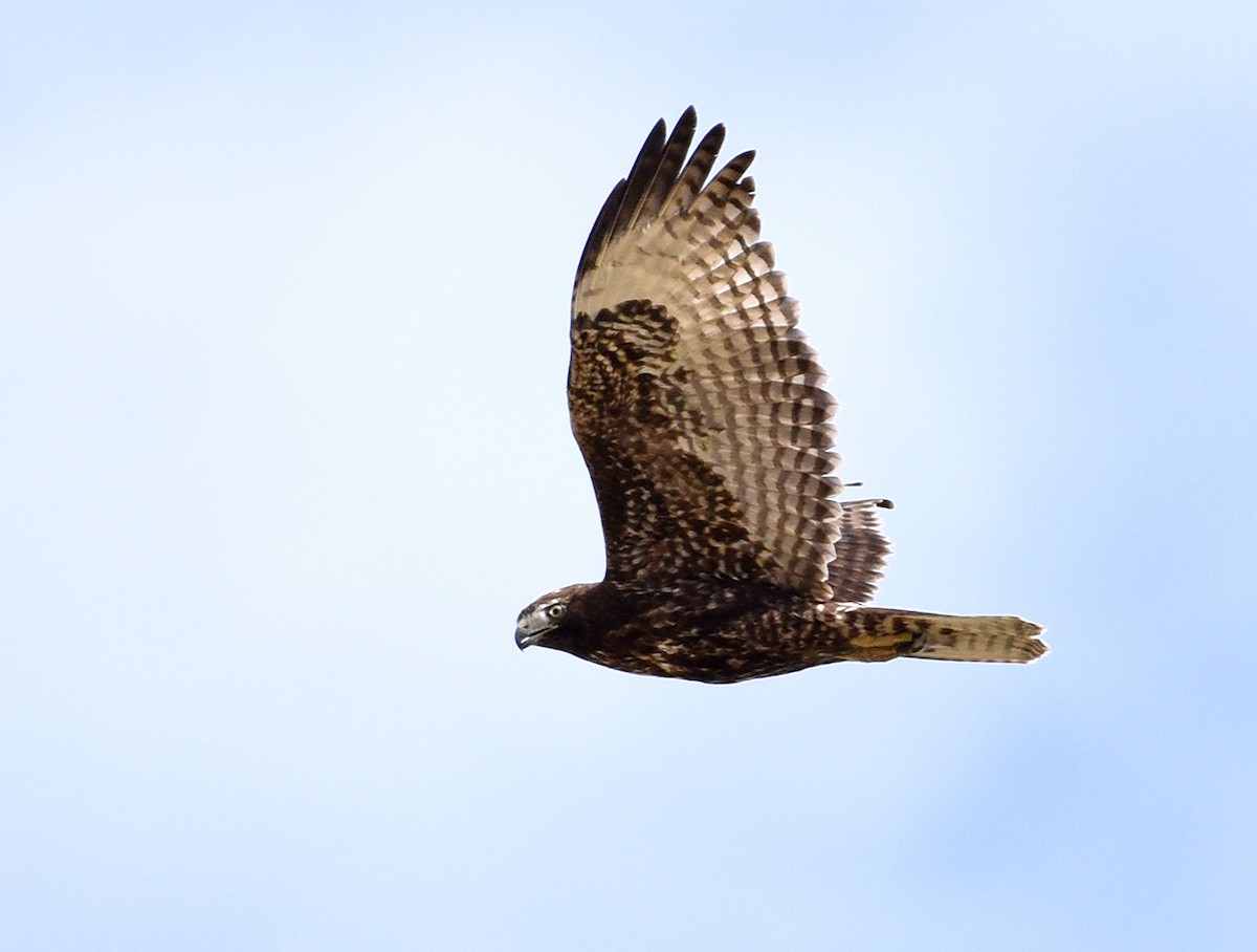 Red-tailed Hawk (Harlan's) - ML391197751