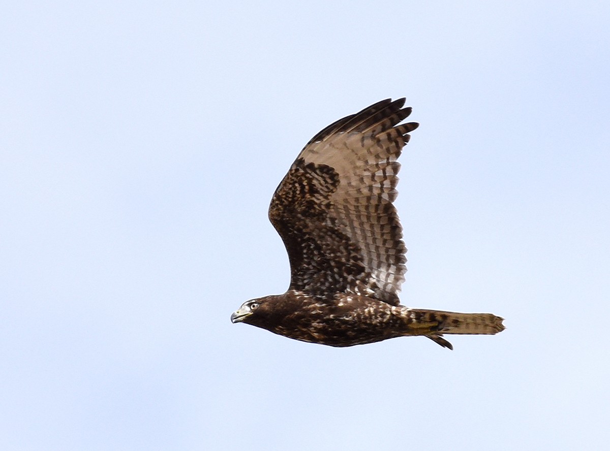 Red-tailed Hawk (Harlan's) - ML391197761