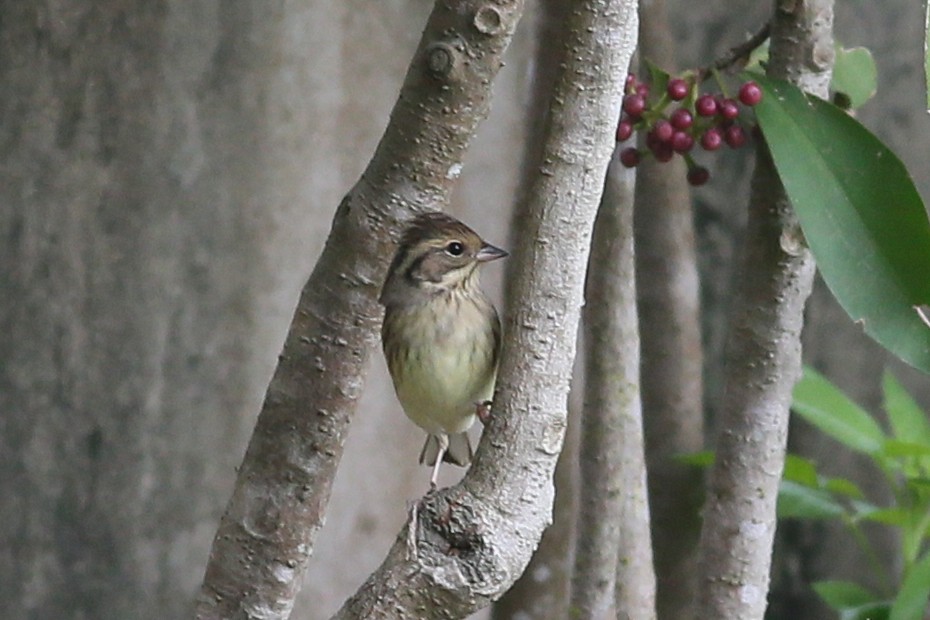 Black-faced Bunting - Ting-Wei (廷維) HUNG (洪)