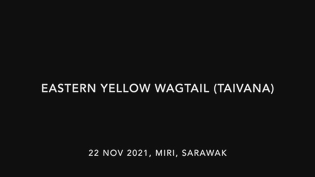 Берингийская жёлтая трясогузка (Зеленоголовая) - ML391199761