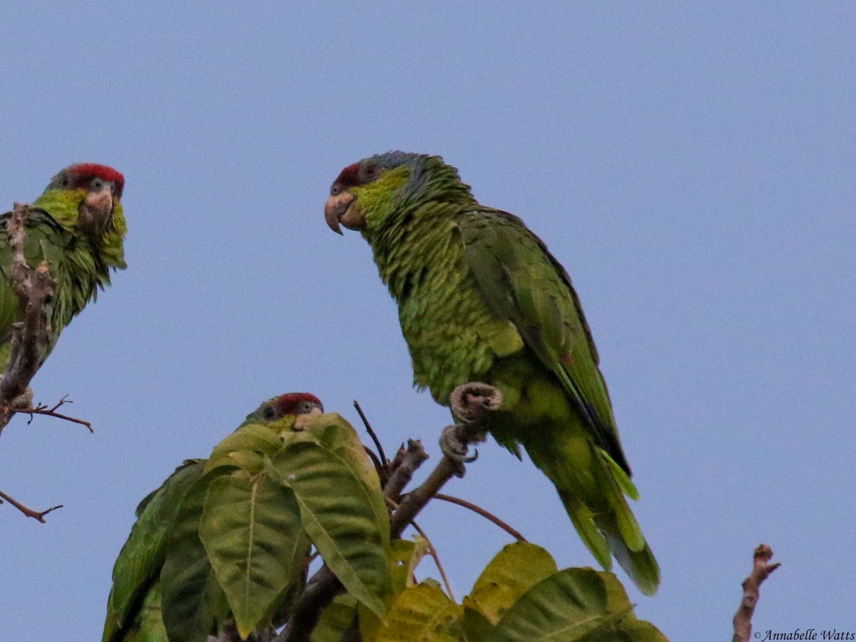 Lilac-crowned Parrot - ML391202311