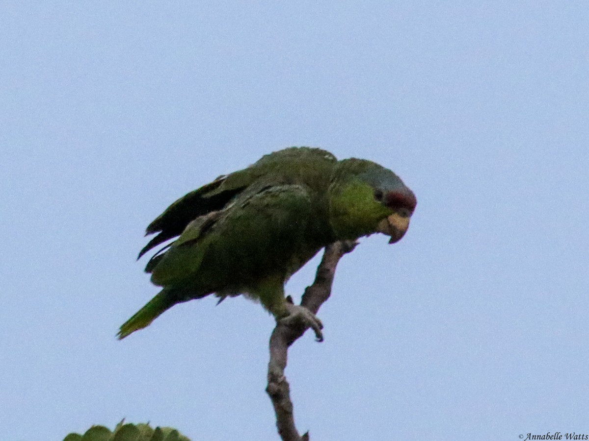 Lilac-crowned Parrot - ML391202331
