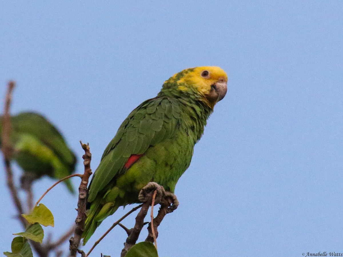 Yellow-headed Parrot - ML391202431