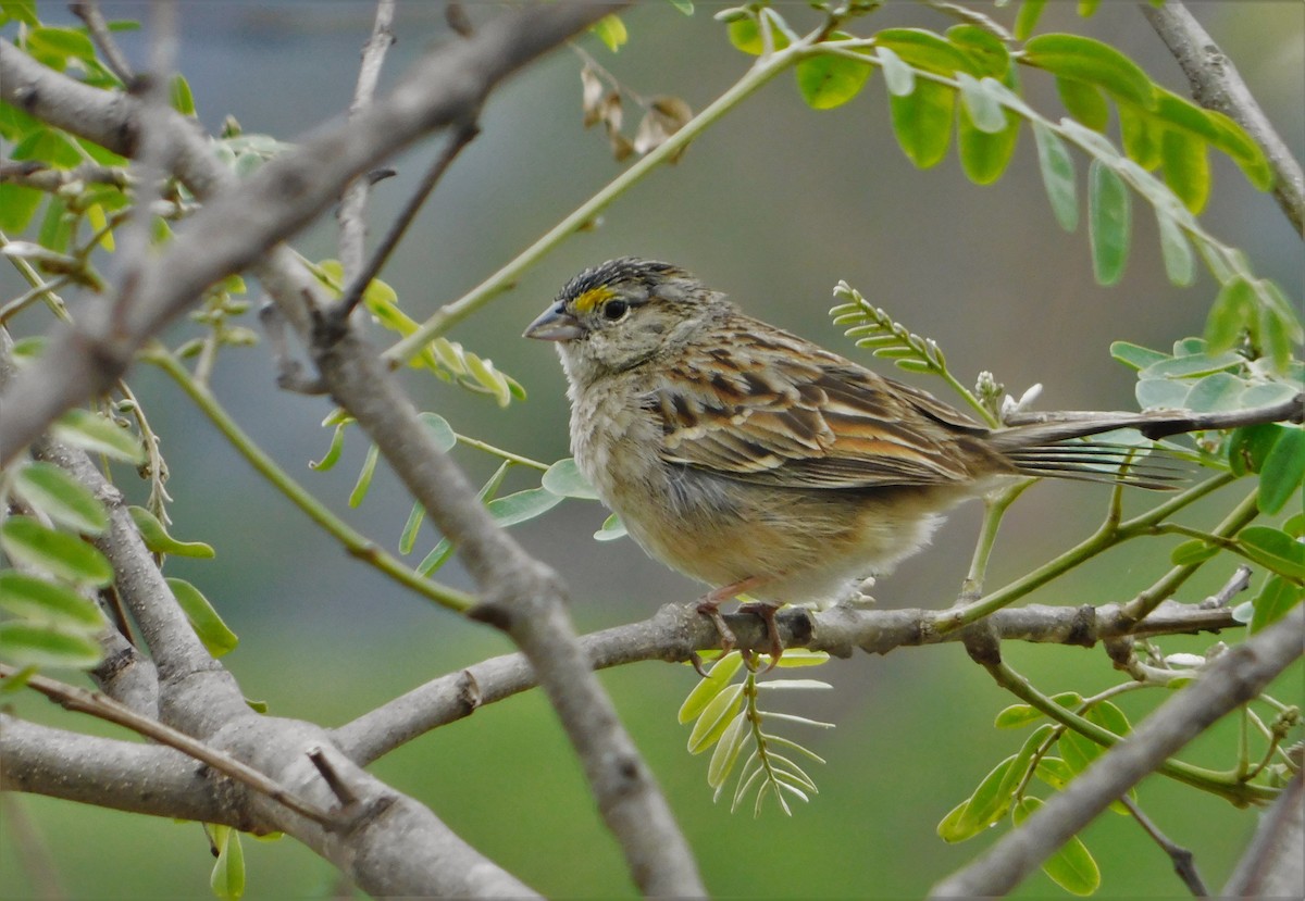 Grassland Sparrow - ML391202631