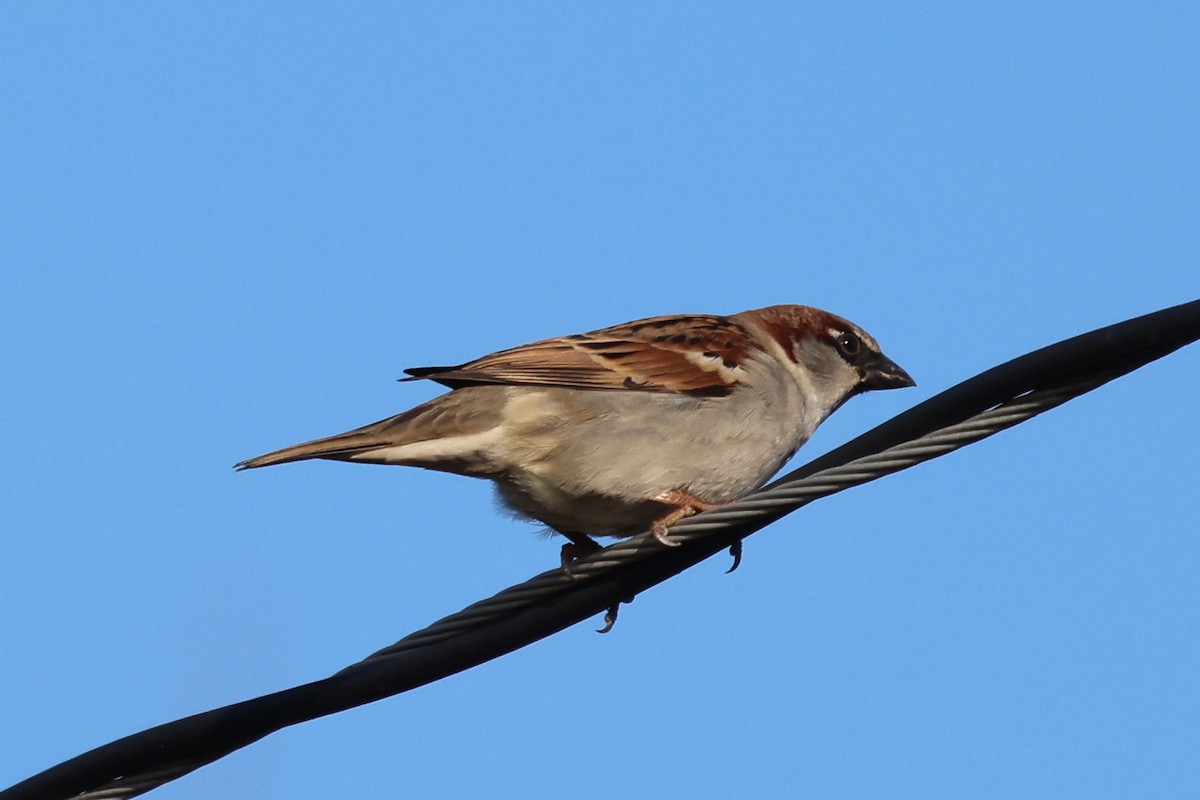 House Sparrow - ML391203621