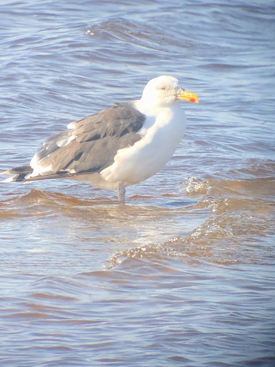 Great Black-backed Gull - Jacques Ibarzabal