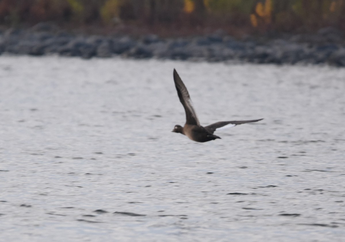 White-winged Scoter - Christopher Lindsey