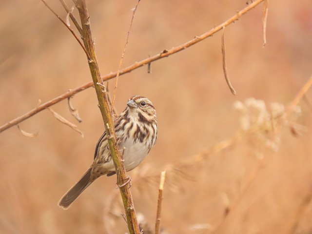 Song Sparrow (melodia/atlantica)