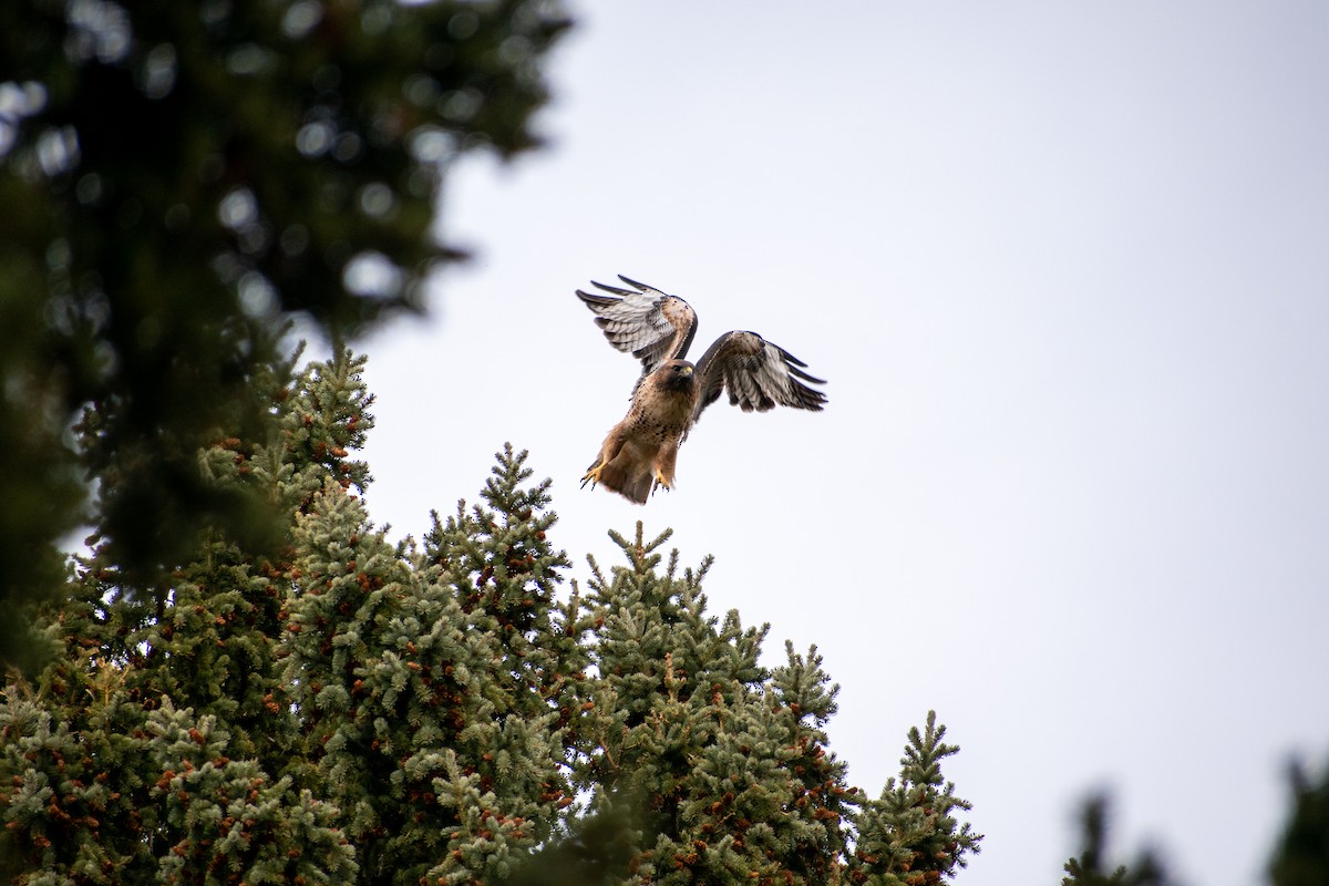 Red-tailed Hawk - ML391223121