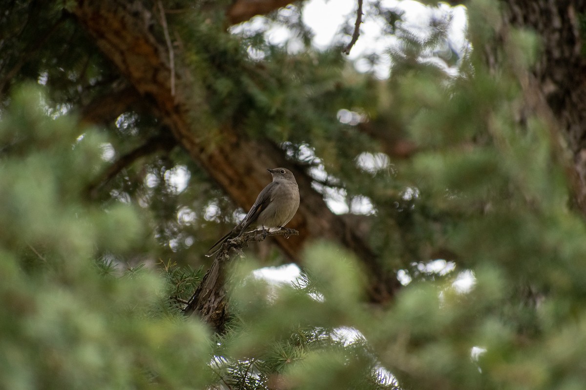 Townsend's Solitaire - ML391223191