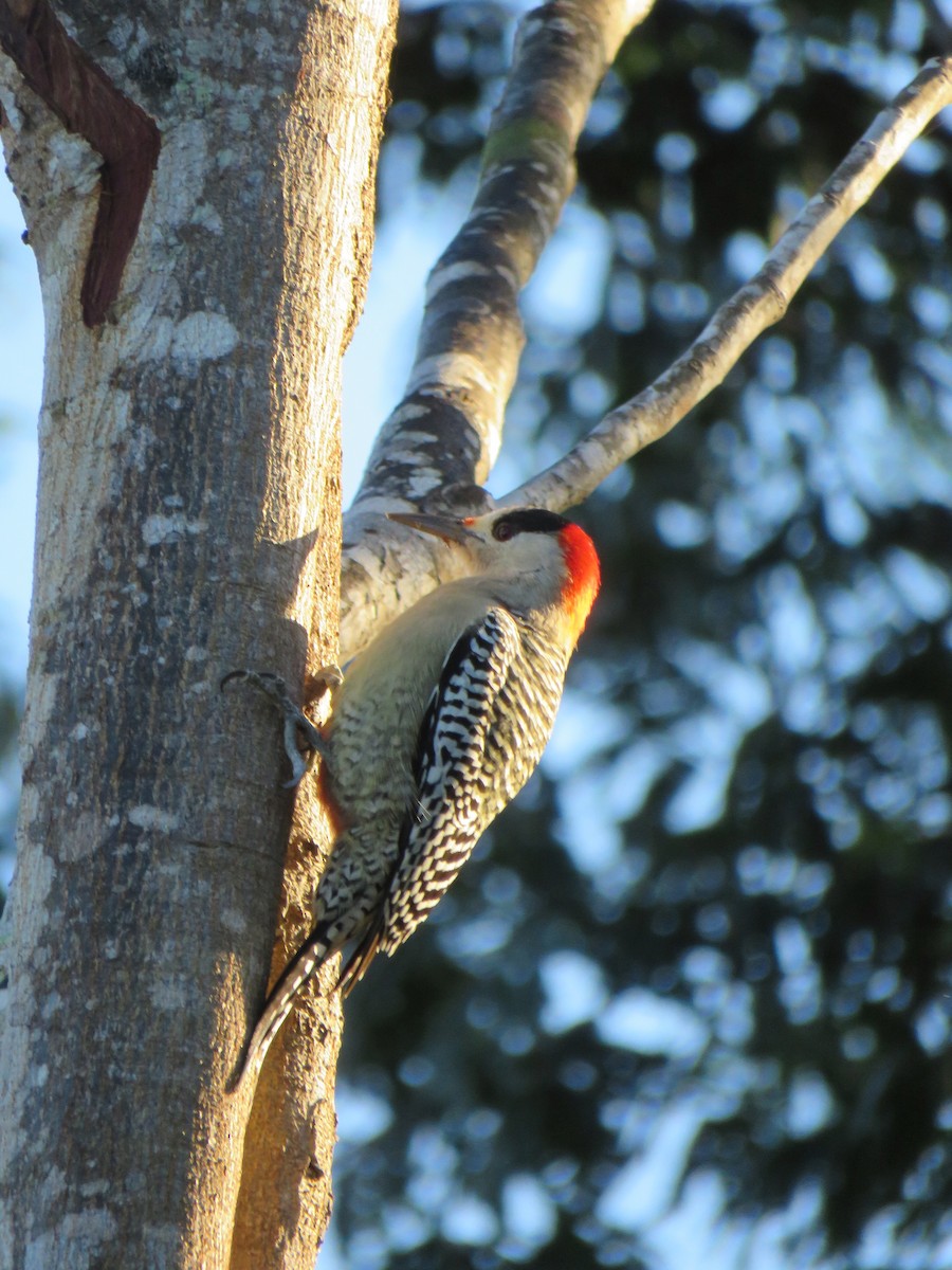 West Indian Woodpecker - ML391224841
