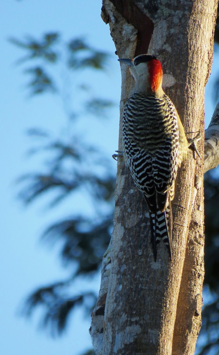 West Indian Woodpecker - ML391224891