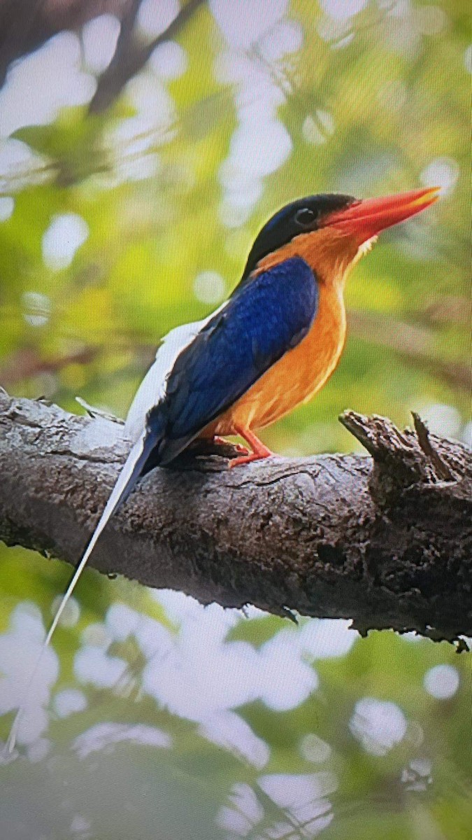 Buff-breasted Paradise-Kingfisher - ML391239291