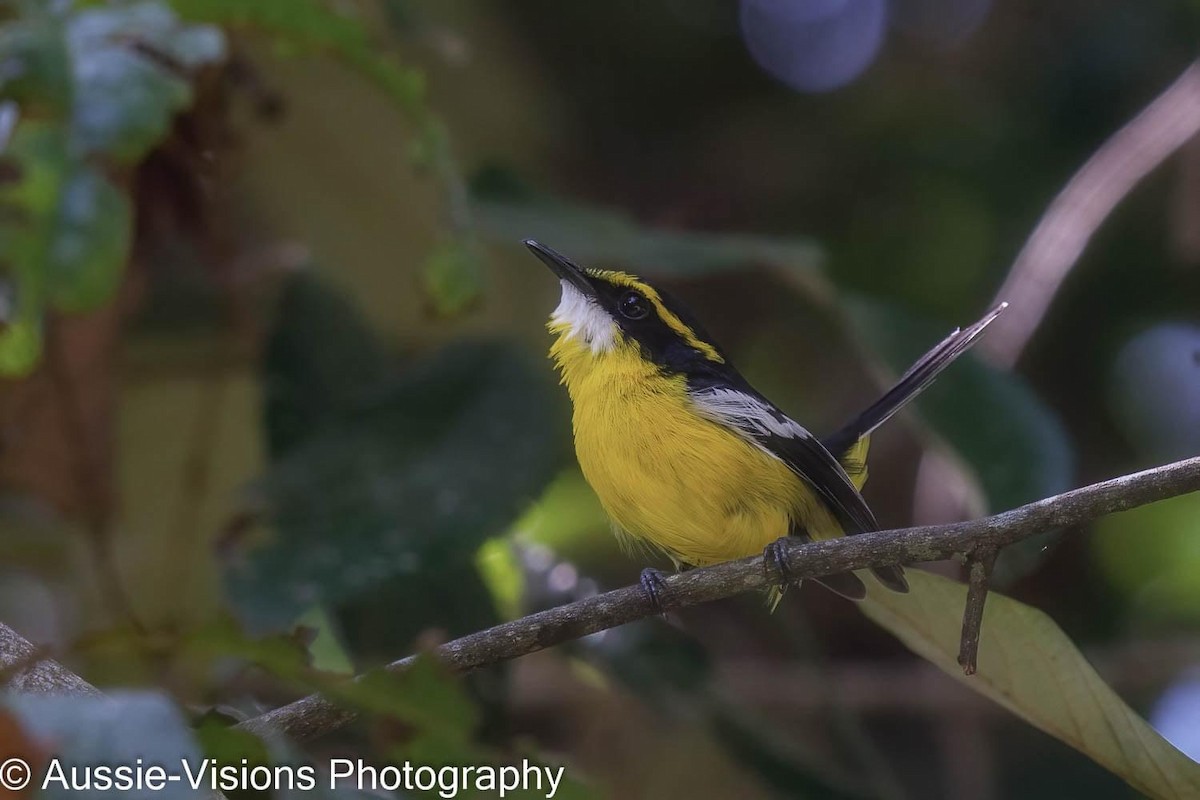 Yellow-breasted Boatbill - ML391239581