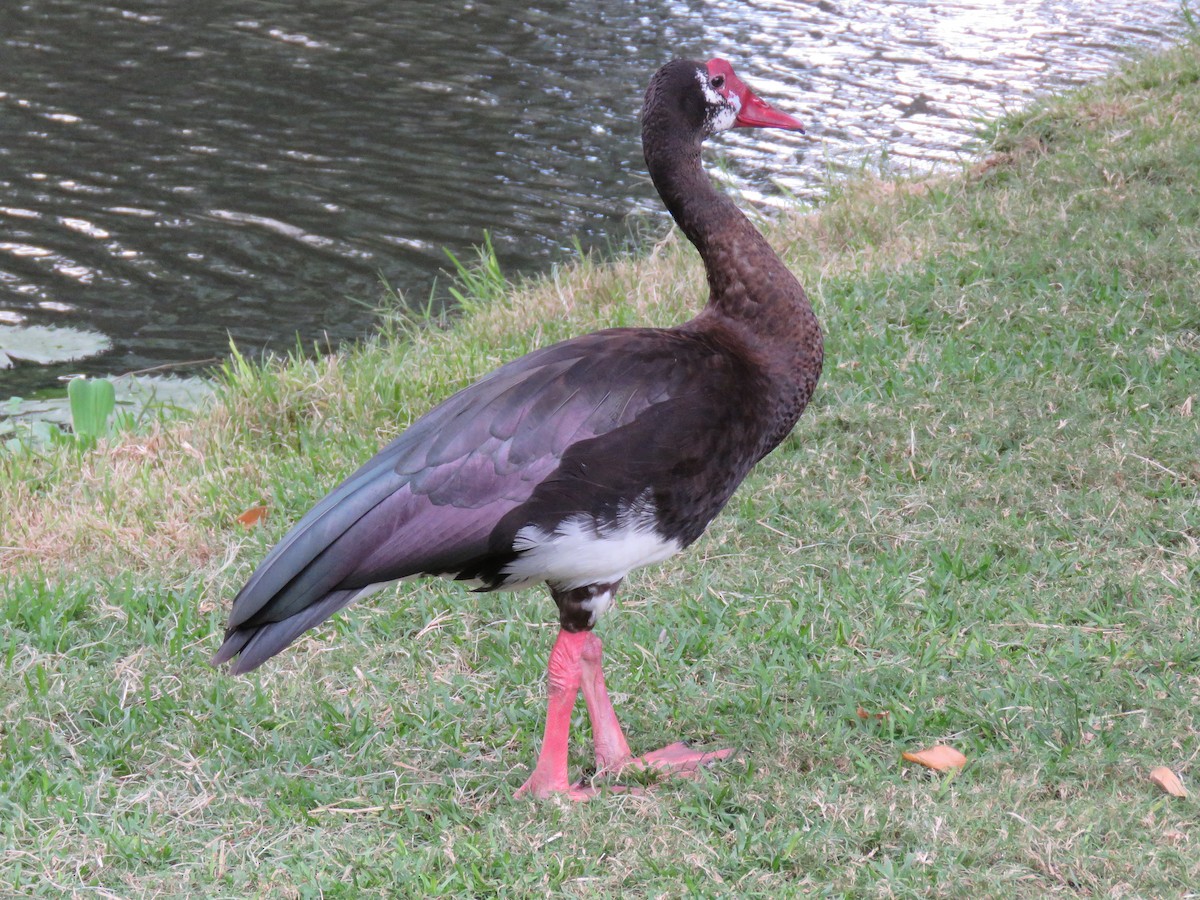 Spur-winged Goose (Southern) - ML39124131