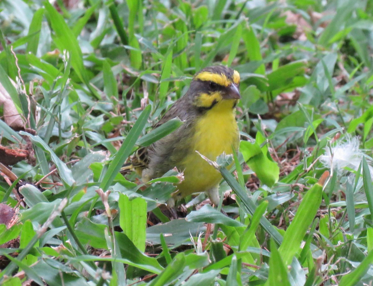 Yellow-fronted Canary - Brad Arthur